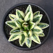Agave victoriae reginae variegated‘Kizan’ Succulent potted Home Garden Plants