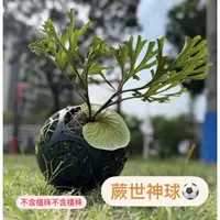 在飛比找蝦皮購物優惠-【植感蕨起x蕨世好盆】蕨世神球 亞猴球 亞猴上板 蕨世好盆 