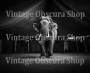 Circus Elephant Dramatic Black & White 8X10 High Quality AI Photo Print