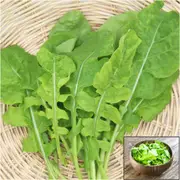 Rocket - Olivetta seeds
