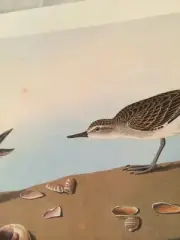 Semipalmated Sandpiper Audubon Bird Print Picture Poster Bookplate 177