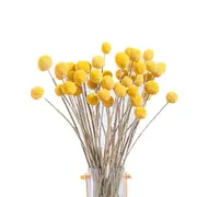 40pcs Dried Craspedia Flowers Dried Billy Button Balls Flowers
