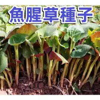 在飛比找蝦皮購物優惠-包發芽~農場種植基地【魚腥草】種子又名折耳根種子壓根可涼拌 