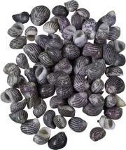 Neritina Parallela Bulk Craft Shells Seashells .3875-.625" (1 Kilo)