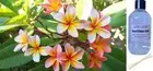 WILD FRANGIPANI - Reed Diffuser Refill