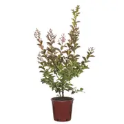 250mm Crepe Myrtle Sioux Bush - Lagerstroemia indica