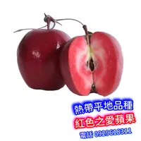 在飛比找蝦皮購物優惠-紅色之愛蘋果盆栽-嫁接苗-又名RedLove紅色之愛119/