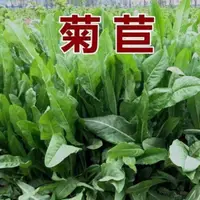 在飛比找蝦皮購物優惠-大葉菊苣草種籽多年生牧草種子養殖四季牛羊鴨鵝兔豬草種籽子再生