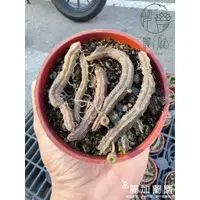 在飛比找蝦皮購物優惠-麗加-蘋果蘿摩-稀有少量 多肉植物-特殊品-開花是超可愛的蘋