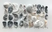 40 Natural Oyster Clam Shell pearlescent frag beach seashell jewelry craft #E US