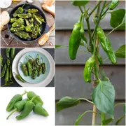 Chilli - Padron seeds