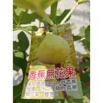 （黎果苗園藝）香蕉無花果7_8吋一棵特價300元