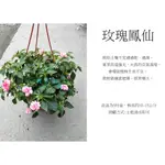 心栽花坊-玫瑰鳳仙/重瓣鳳仙/觀花植物/草本植物/售價160特價140