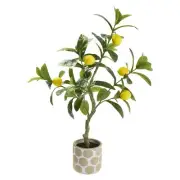 NEW Green Room Lemon Tree In Cement Pot By Spotlight