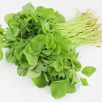 在飛比找樂天市場購物網優惠-台灣本產白莧菜種子15克裝(鮮綠，易栽培)