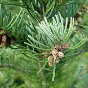 Pine 100% Pure Essential Oil