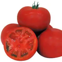 在飛比找Yahoo!奇摩拍賣優惠-以色列牛番茄種子一包70元