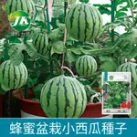 🍉原廠包裝*蜂蜜盆栽小西瓜種子*50粒（紅玉西瓜）冰糖紅心薄皮紅瓤小型盆栽西瓜種子