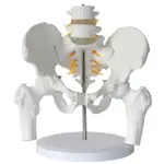 自然大人體脊柱兩節腰椎帶尾骨椎間盤神經模型成人腰椎帶骨盆及股骨模型