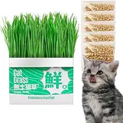 Cat Grass for Indoor Cats, 5 Bags Hydroponic Cat Grass Seeds, 7 Days Fast Growing Organic Cats Grasses with Container