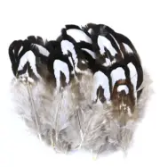 20pcs 5-9cm Natural Black White Reeves Pheasant Feathers DIY Art Craft Jewellery
