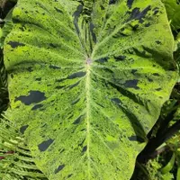 在飛比找蝦皮購物優惠-Colocasia Mojito 莫吉托水芋