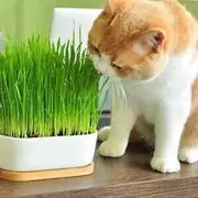 CAT Grass 1500 Seeds Dactylis glomerata Pet Sprouts Rabbits Digestion