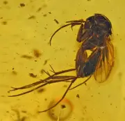 Detailed Mycetophilidae (Fungus Gnat) Fossil insect inclusion, Baltic Amber