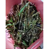 在飛比找蝦皮購物優惠-【奮起湖農場】牧草筍苗10株100元 牧草葉 牧草 狼尾草 