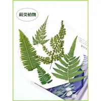 在飛比找ETMall東森購物網優惠-蕨類植物標本葉子diy雞尾酒飲品調酒創意裝飾物押花畫相框掛畫