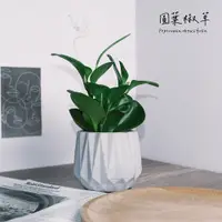 在飛比找蝦皮購物優惠-原植｜植物｜圓葉發財樹·圓葉椒草·招財擺件·室內植物·辦公室