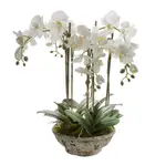 [Florabelle Living] Orchid in Pot 65cm White