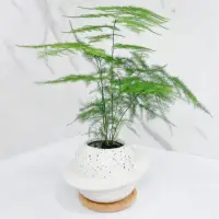 在飛比找momo購物網優惠-文竹．雲片竹盆栽(辦公桌盆栽．室內植物．淨化空氣．植物送禮．