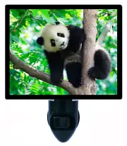 Panda Bear Decorative Photo Night Light, Baby Panda