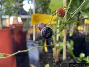 Buy Blueberry Maru Fruit Trees/Plants - Vaccinium virgatum