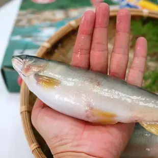 築地一番鮮 【買一送一】宜蘭特選巨無霸XXL爆卵香魚1盒(920g/盒,加贈1盒共2盒)