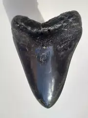 GIANT BLACK 5 INCH MEGALODON FOSSIL SHARK TOOTH