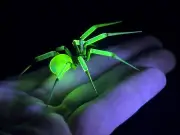 Uranium Vaseline Glass Ice Spider Custom Piece Made In