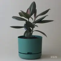 在飛比找蝦皮購物優惠-Mr Kitly x Decor Selfwatering 