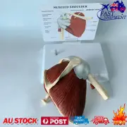 Life Size Human Shoulder Joint Model Skeleton Model Human Anatomymodel+
