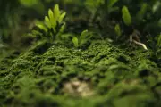 Oakmoss and Patchouli Fragrance Oil