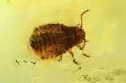 Very nice Aphid Aphididae Fossil insect Ukrainian Rovno amber #9796