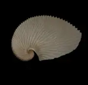 Sea shells Argonauta argo 92.4mm Aquarium Decoration Products