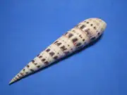 Terebra maculata Linnaeus, 1758 "HAWAIIAN WATERS!" (145.0mm)