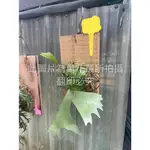 ☆萬花叢★觀葉植物【何其美鹿角蕨】★上板★高約20-35CM☆(無法超取)