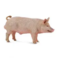 在飛比找蝦皮商城優惠-COLLECTA動物模型 - 公豬