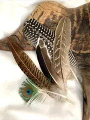 5pcs Natural Pheasant Duck Peacock Feathers 9-18cm DIY Art Craft Millinery