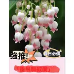 【垂釣鈴蘭花苗】新品 帶芽帶根盆栽種球根 四季種植 進口耐寒綠植當年開濃香型 辦公室花卉綠植陽台室內觀賞種根