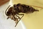 Very Rare WINGLESS GNAT Fossil Inclusion Genuine BALTIC AMBER + HQ Pic 210209