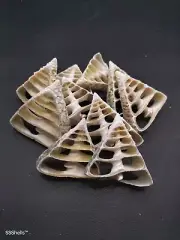 10 x sliced trochus Sea shell. Beach home coastal decor. Craft wedding